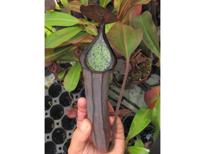 Nepenthes truncata x ramispina samec 8-10 cm