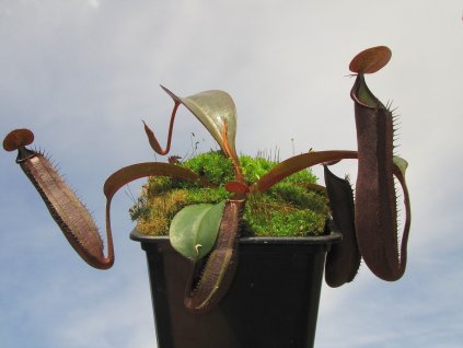 Nepenthes truncata x ramispina samec 10-12 cm