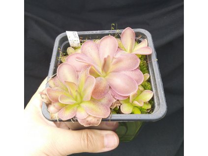 Pinguicula esseriana "Black Leaf" x potosiensis "Red Leaf", 3 medium-sized plants