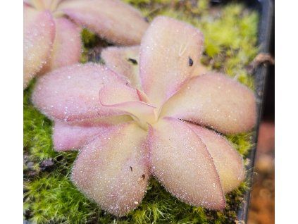 Pinguicula agnata "Red Leaf" (Thomas Carow)