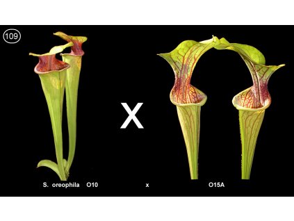 S109,  25 semen Sarracenia oreophila