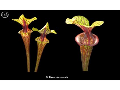 S143, 100 seeds Sarracenia flava var. ornata