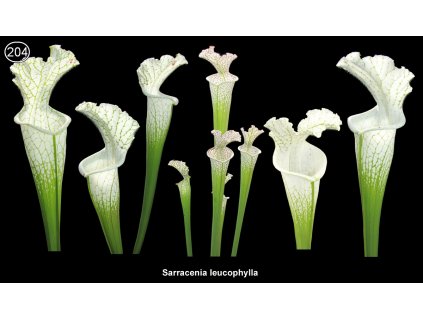 S204,  25 seeds Sarracenia leucophylla