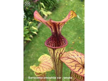 S206, 100 semen Sarracenia oreophila var. ornata