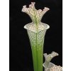 Sarracenia leucophylla klon L48A