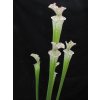 Sarracenia leucophylla klon L48A