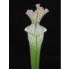 Sarracenia leucophylla klon L48B, medium plant