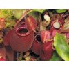 Nepenthes ("Viking" x ampullaria "Black Miracle") x hookeriana, RED, 5 seedlings 8-10 cm