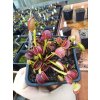 Dionaea muscipula 'Adentate'