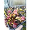Dionaea muscipula 'Adentate'