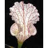 Sarracenia leucophylla, velké balení (10 kusů střední/velká velikost)