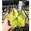 Pinguicula moranensis "Big Old Clone, 1960s", 2 plants