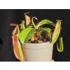 Nepenthes truncata x inermis