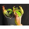 Nepenthes truncata x inermis