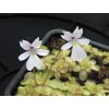 Pinguicula gracilis x emarginata 3 ks