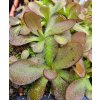 Pinguicula 'Crystal', 3 medium plants