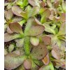 Pinguicula 'Crystal', 3 střední rostliny