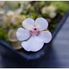 Pinguicula gracilis x rotundiflora