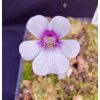Pinguicula gracilis x rotundiflora, 3 rostliny