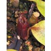 Nepenthes ("Viking" x ampullaria "Black Miracle") x hookeriana, RED, 8-10 cm, samice - výběrový klon