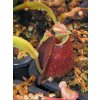 Nepenthes ("Viking" x ampullaria "Black Miracle") x hookeriana, RED, 8-10 cm, samice - výběrový klon