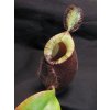 Nepenthes ("Viking" x ampullaria "Black Miracle") x hookeriana, RED, 8-10 cm, samice - výběrový klon