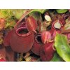 Nepenthes ("Viking" x ampullaria "Black Miracle") x hookeriana, RED, 8-10 cm, samice - výběrový klon