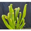 Sarracenia minor var. minor, clone M5B, Charleston County, Francis Marion NF, South Carolina