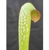 Sarracenia minor var. okefenokeensis, clone M24B, Okefenokee - north, GA