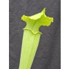Sarracenia rubra ssp. alabamensis clone RA3