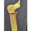 Sarracenia rubra ssp. jonesii klon RJ8B