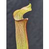 Sarracenia rubra ssp. jonesii clone RJ8B
