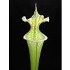 Sarracenia leucophylla x 'Adrian Slack' clone F, medium plant