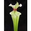 Sarracenia leucophylla x 'Adrian Slack' clone F, medium plant