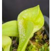 Sarracenia psittacina var. okefenokeensis f. luteoviridis clone PS42/1
