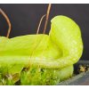 Sarracenia psittacina var. okefenokeensis f. luteoviridis klon PS42/1
