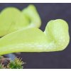 Sarracenia psittacina var. okefenokeensis f. luteoviridis klon PS43A