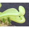Sarracenia psittacina var. okefenokeensis f. luteoviridis klon PS43A