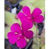 Pinguicula ehlersiae x laueana, 3 medium plants