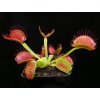 Dionaea muscipula - typical, 5-7 cm