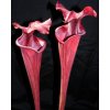Sarracenia flava var. atropurpurea