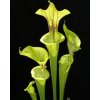 Sarracenia flava var. flava