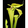 Sarracenia flava var. flava, dospělá rostlina