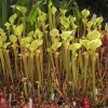 Sarracenia flava var. ornata