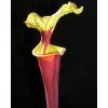 Sarracenia flava var. rubricorpora