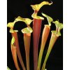 Sarracenia flava var. rubricorpora