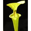 Sarracenia flava var. rugelii