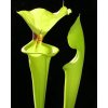 Sarracenia flava var. rugelii, střední rostlina