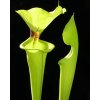 Sarracenia flava var. rugelii