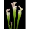 Sarracenia leucophylla, střední rostlina